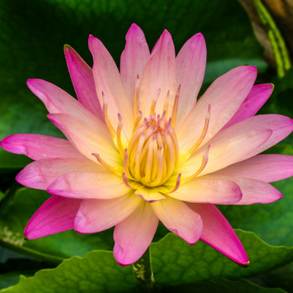 Nymphaea After Glow