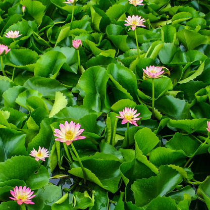 Nymphaea After Glow