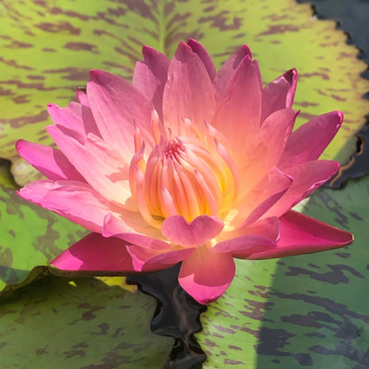 Nymphaea Albert Greenberg