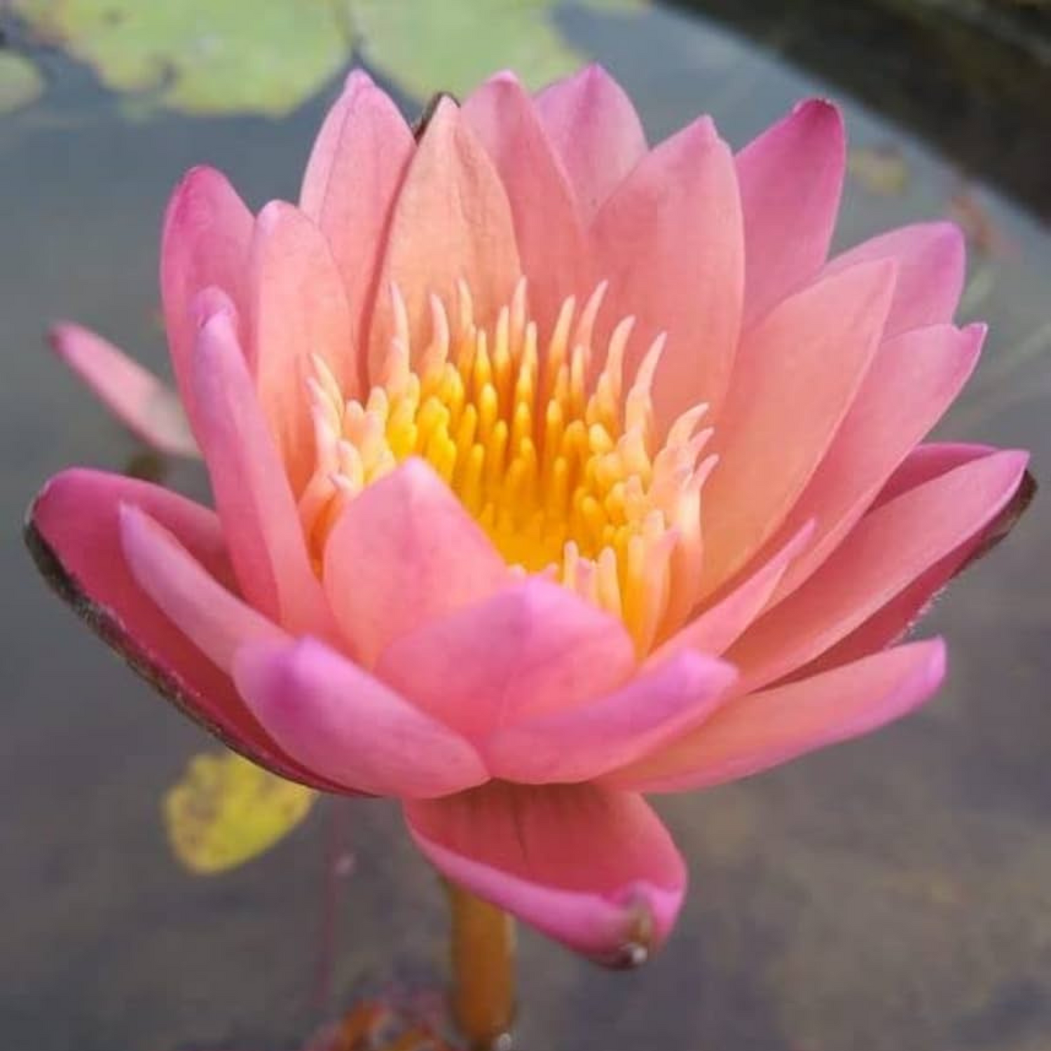 Nymphaea Albert Greenberg