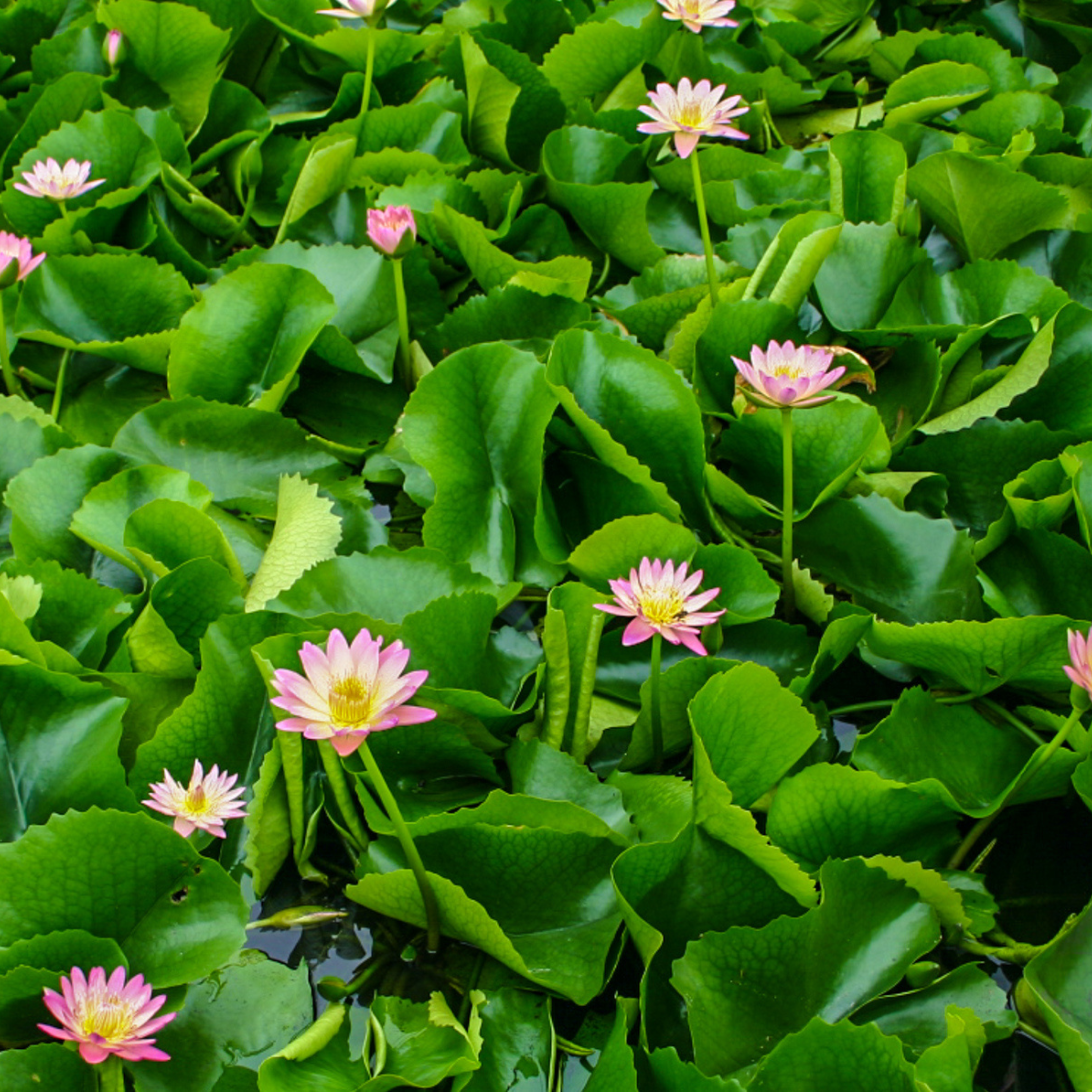 Nymphaea Albert Greenberg