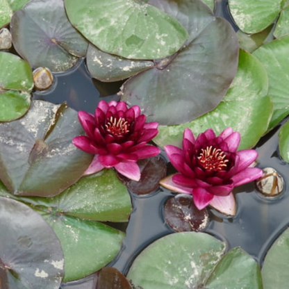 Nymphaea Almost Black