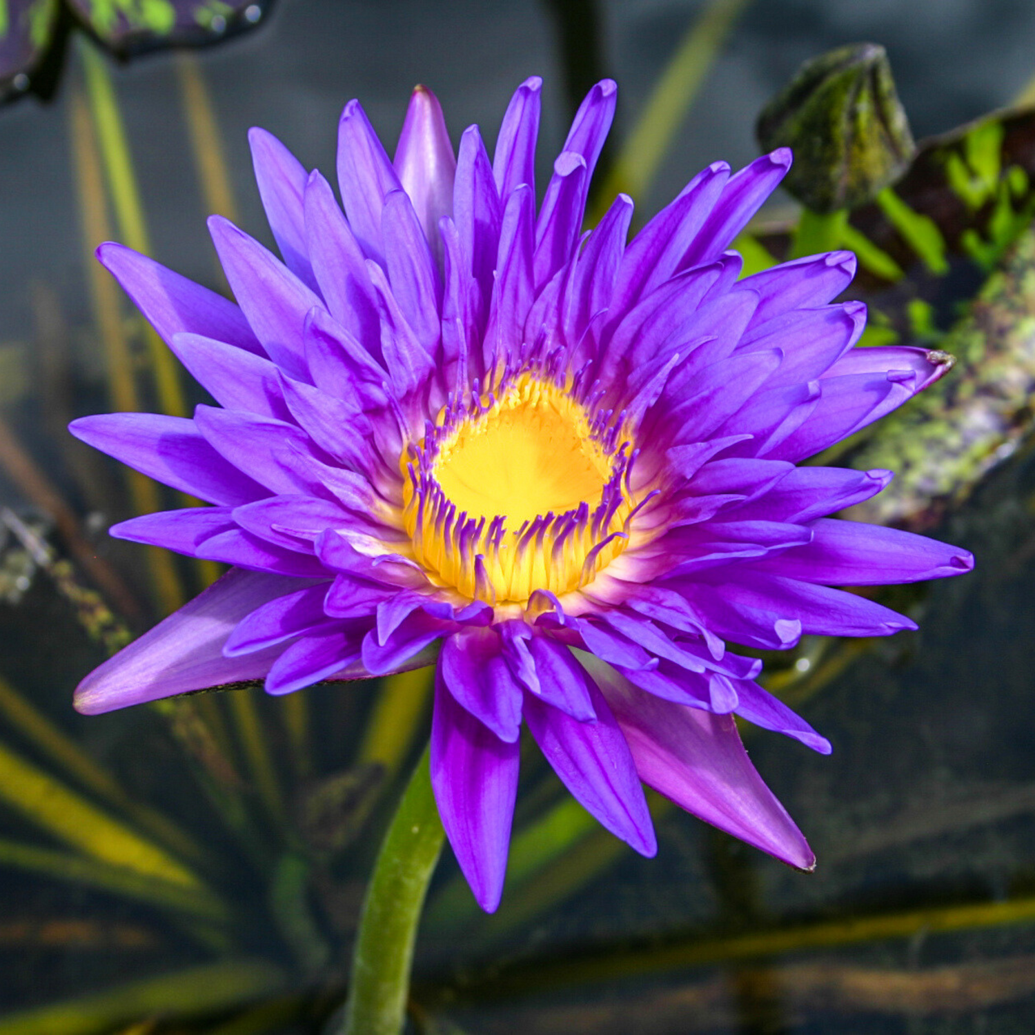 Nymphaea Blue Spider