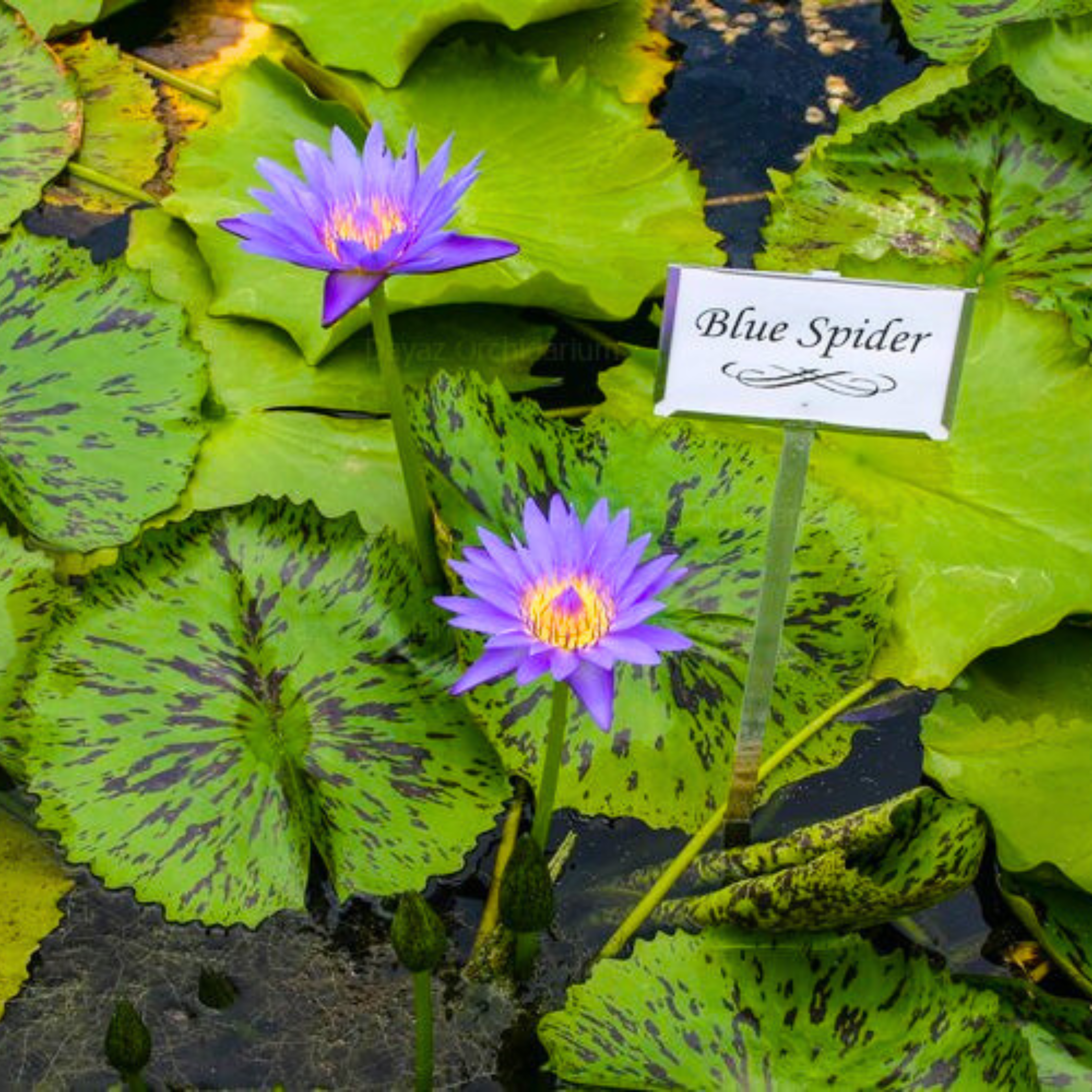 Nymphaea Blue Spider