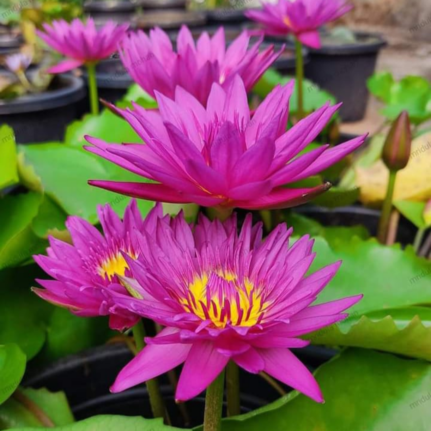 Nymphaea Bull’s Eye (Tropical Water Lilly)