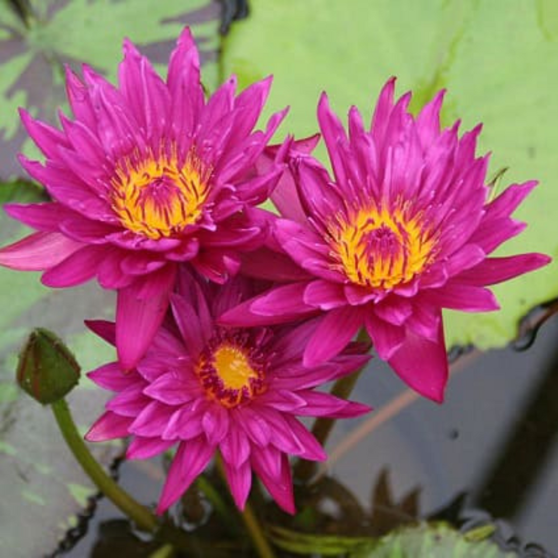 Nymphaea Bull’s Eye (Tropical Water Lilly)