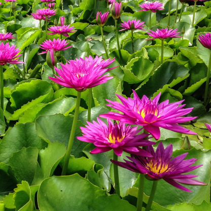 Nymphaea Bull’s Eye (Tropical Water Lilly)