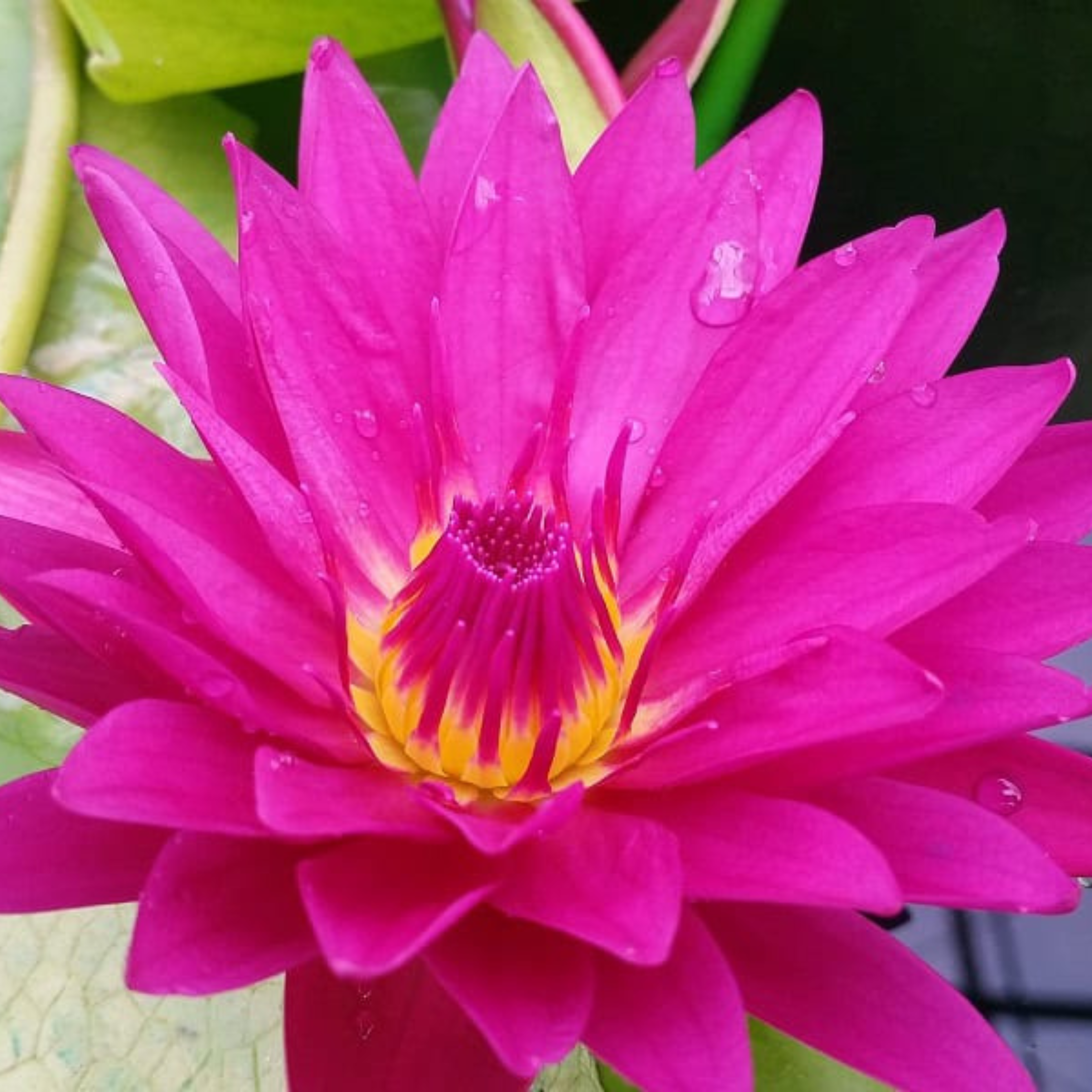 Nymphaea Bull’s Eye (Tropical Water Lilly)