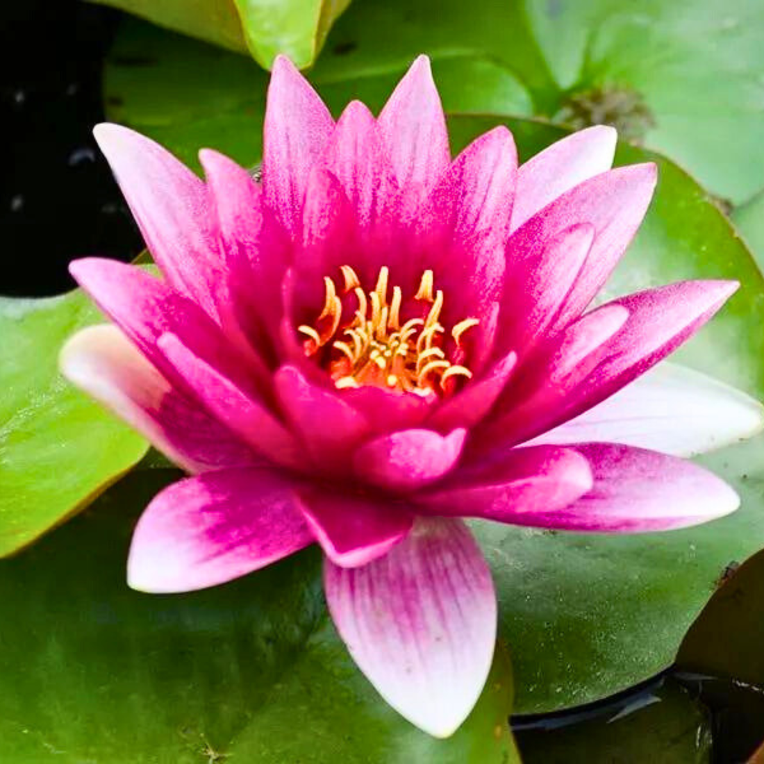 Nymphaea Conqueror