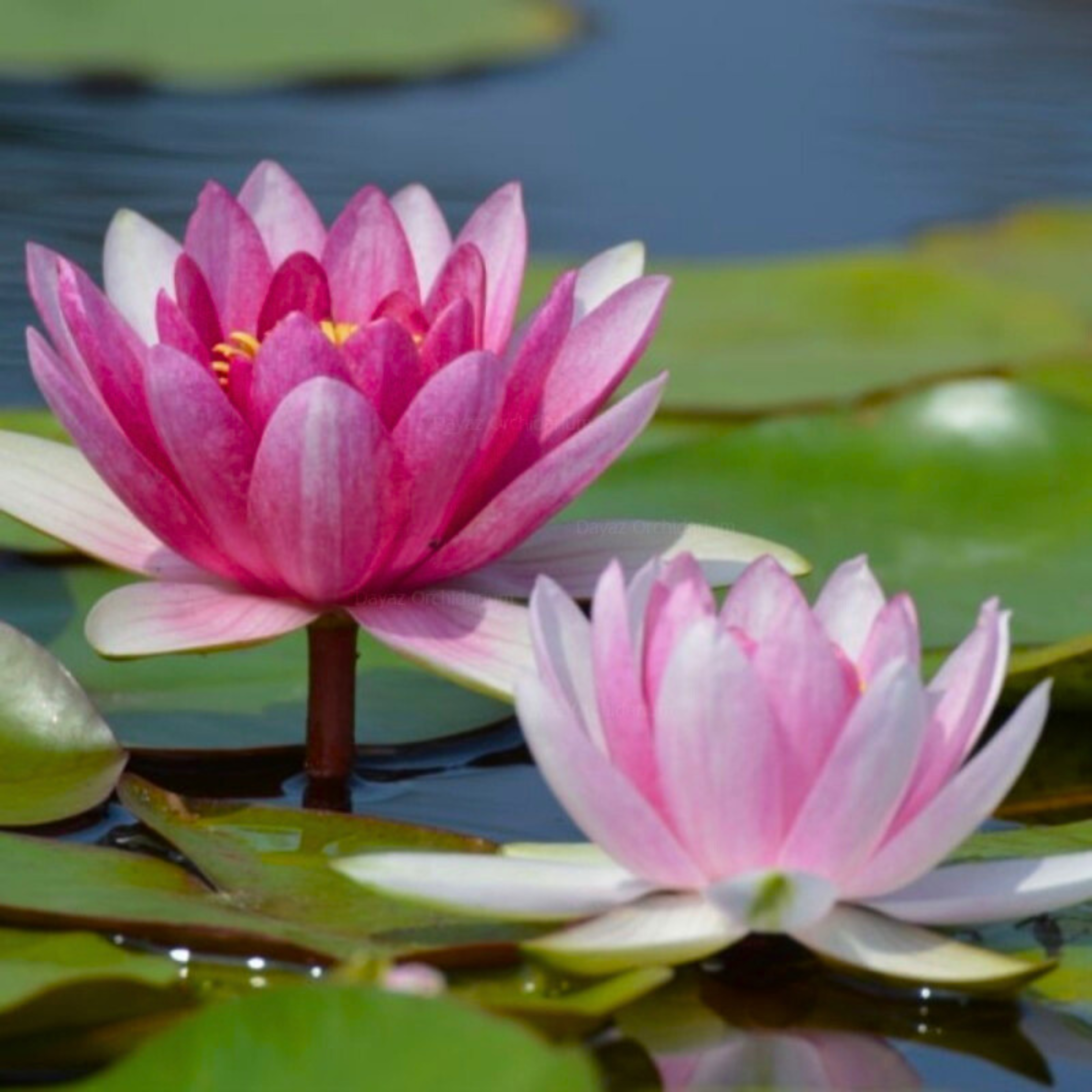 Nymphaea Conqueror