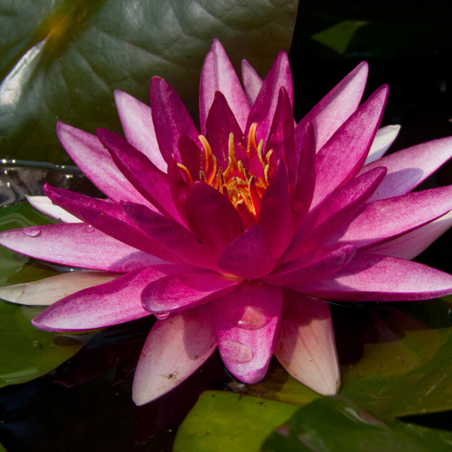 Nymphaea Conqueror