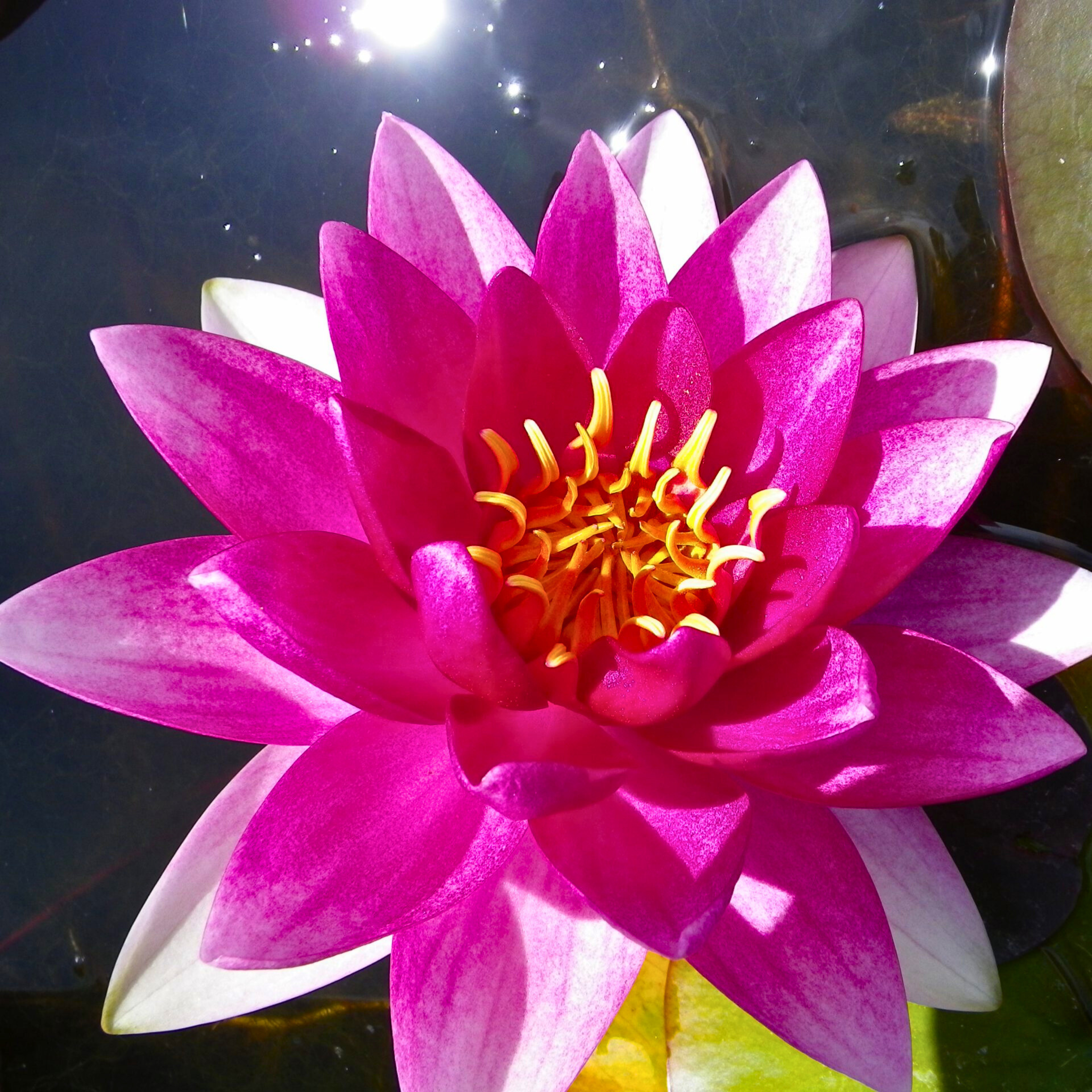 Nymphaea Conqueror