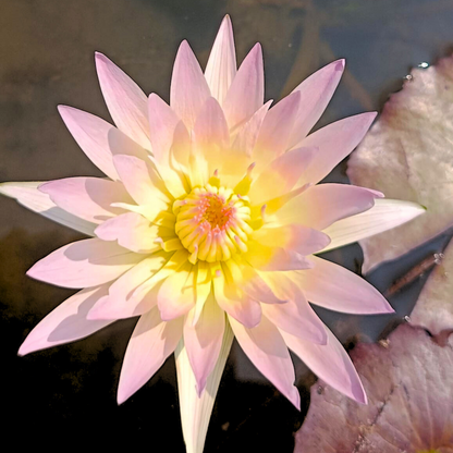 Nymphaea Day Glow