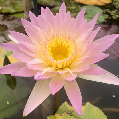 Nymphaea Day Glow