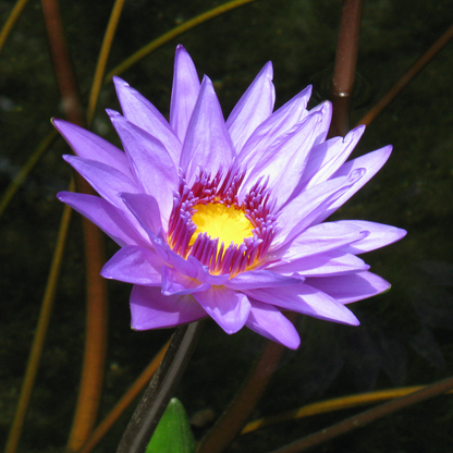 Nymphaea Director George T. Moore (GT Moore)