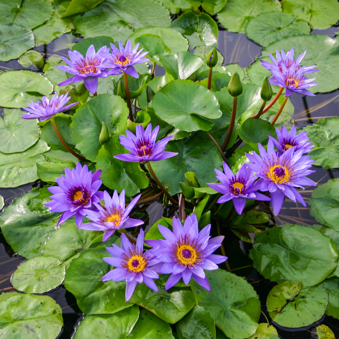 Nymphaea Director George T. Moore (GT Moore)