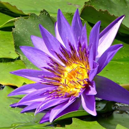 Nymphaea Director George T. Moore (GT Moore)