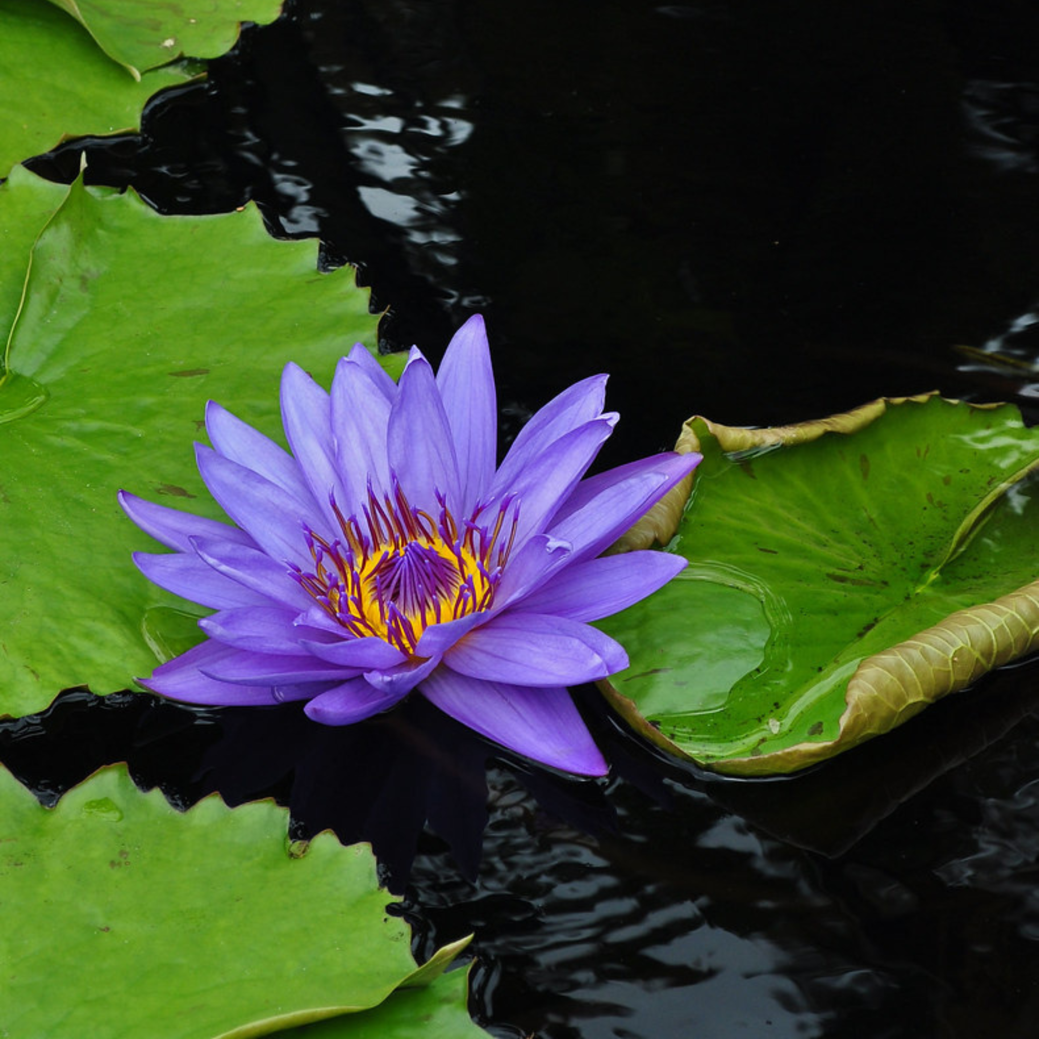 Nymphaea Director George T. Moore (GT Moore)