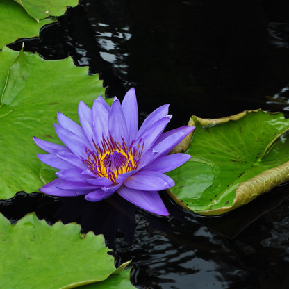 Nymphaea Director George T. Moore (GT Moore)