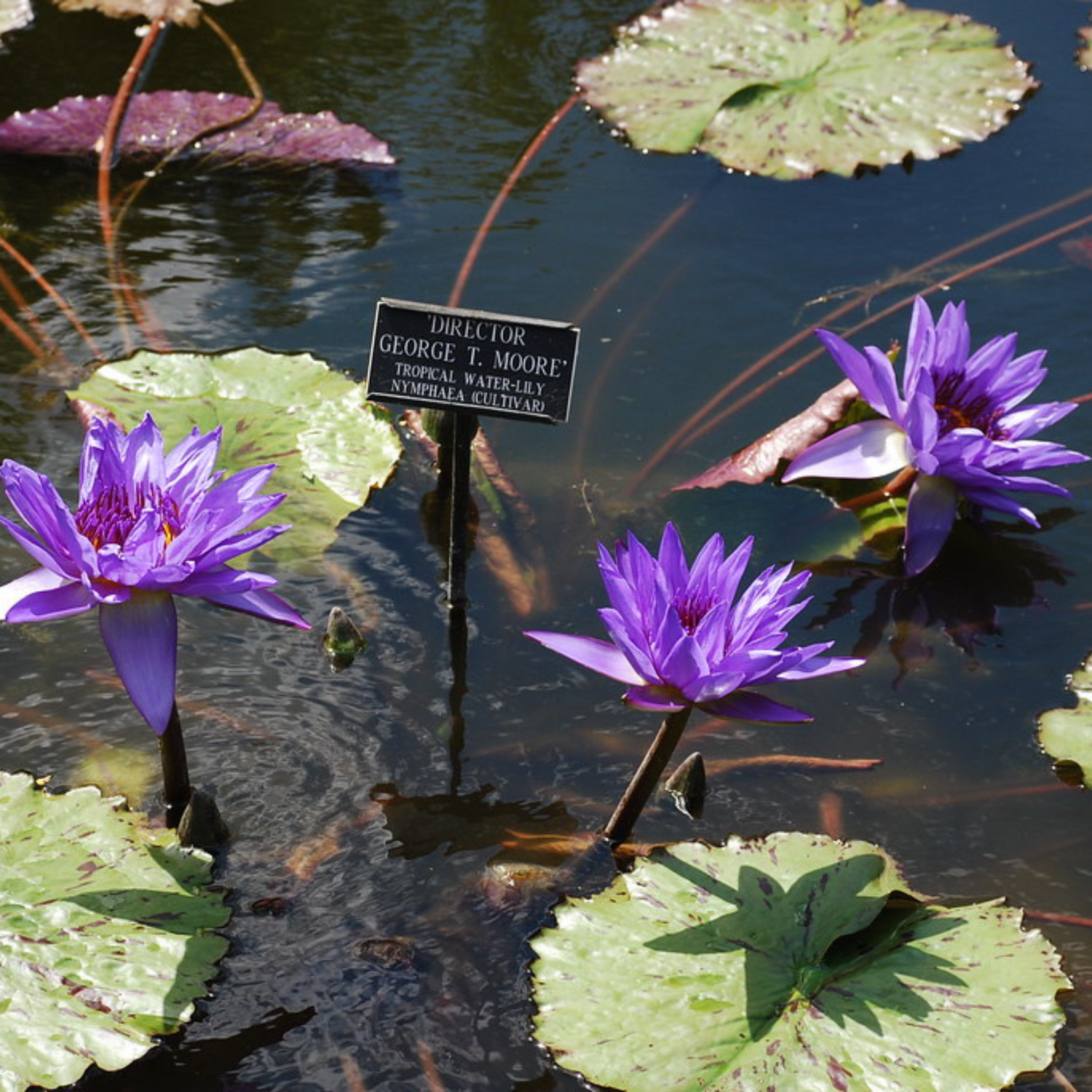 Nymphaea Director George T. Moore (GT Moore)