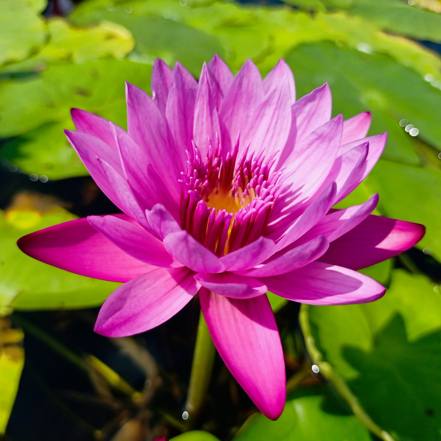 Nymphaea Jack Wood