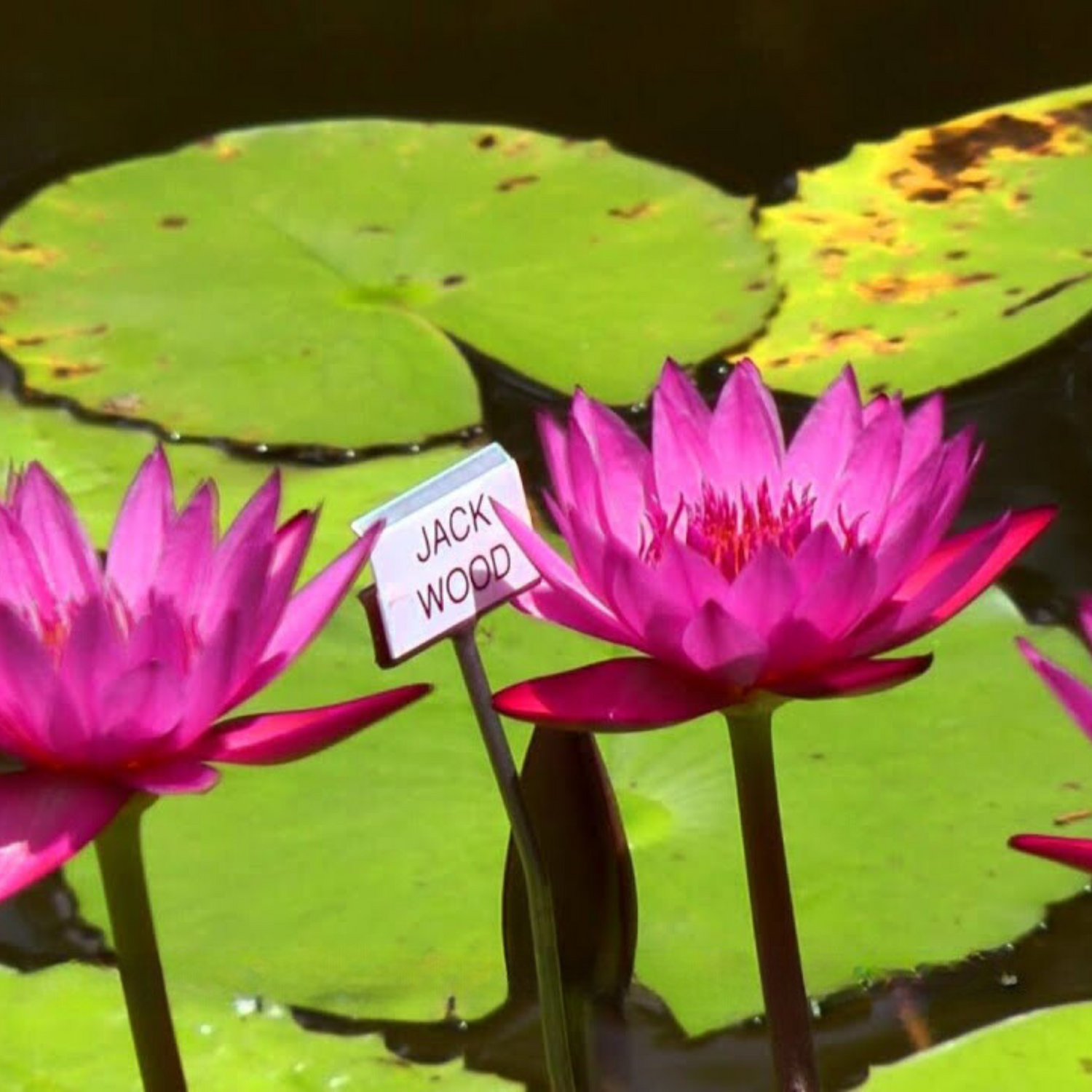 Nymphaea Jack Wood