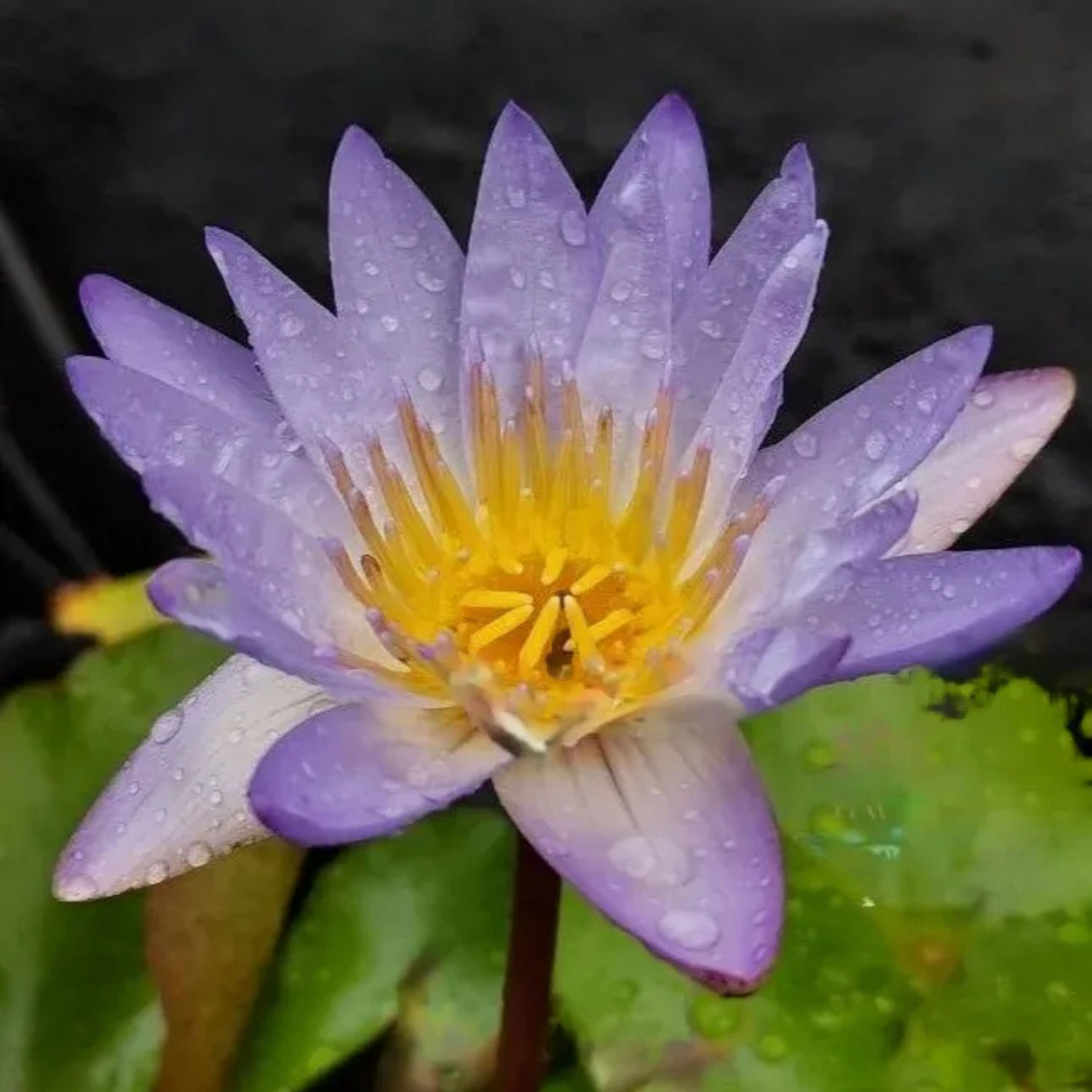 Nymphaea Micrantha (Tropical Water Lilly)