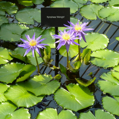 Nymphaea Midnight Caprice