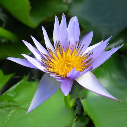 Nymphaea Midnight Caprice