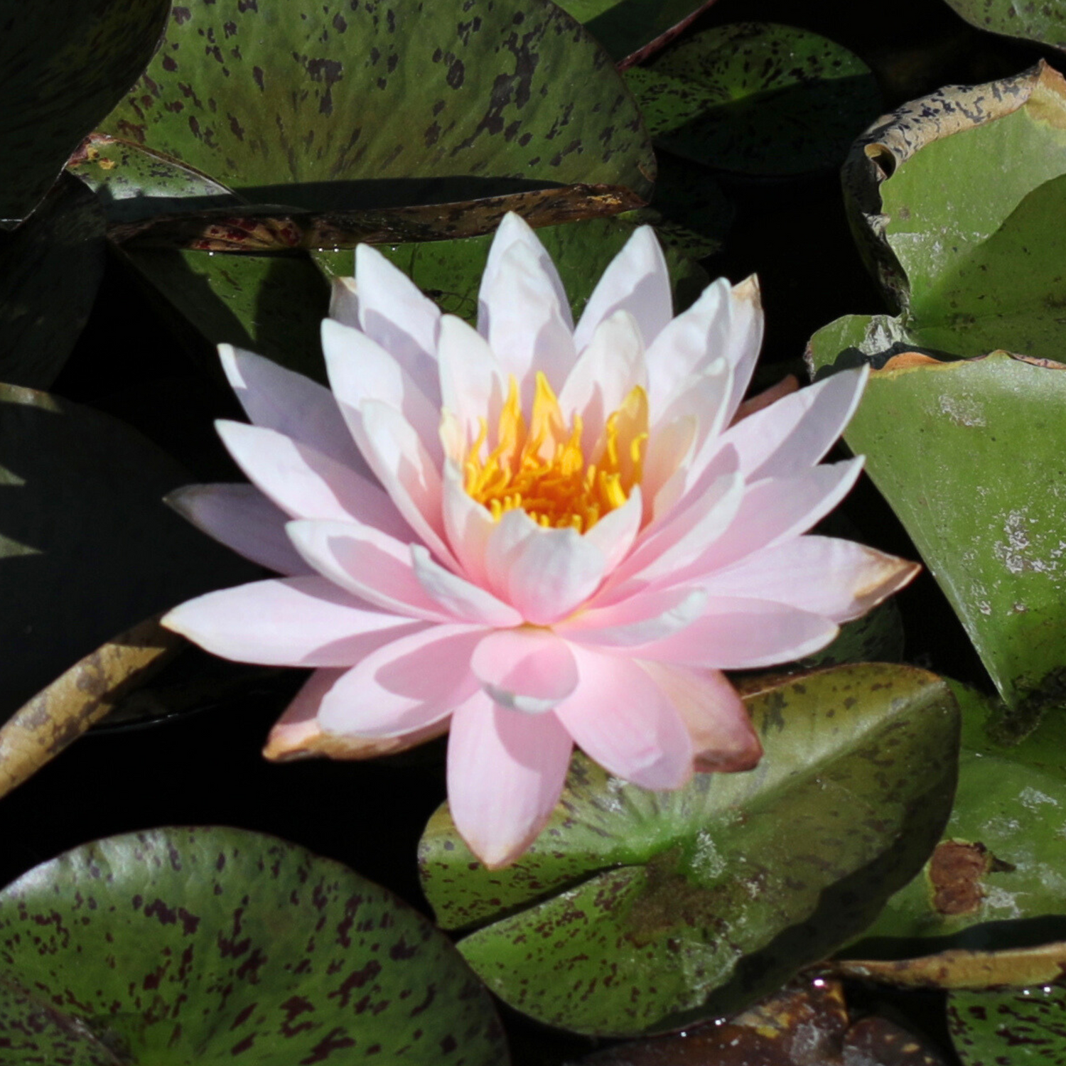 Nymphaea Myra