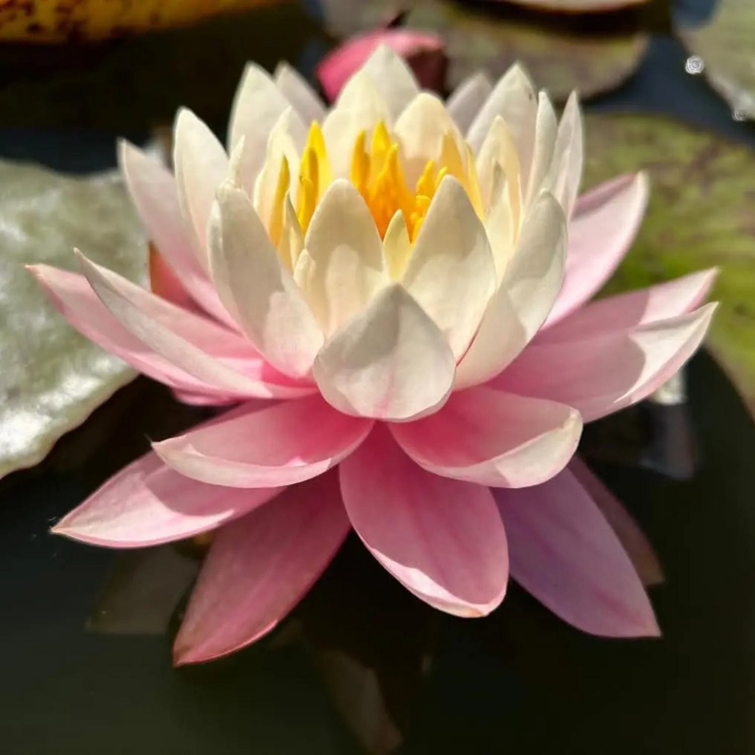 Nymphaea Myra