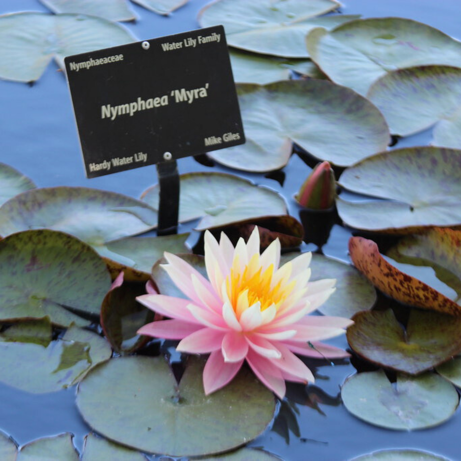 Nymphaea Myra