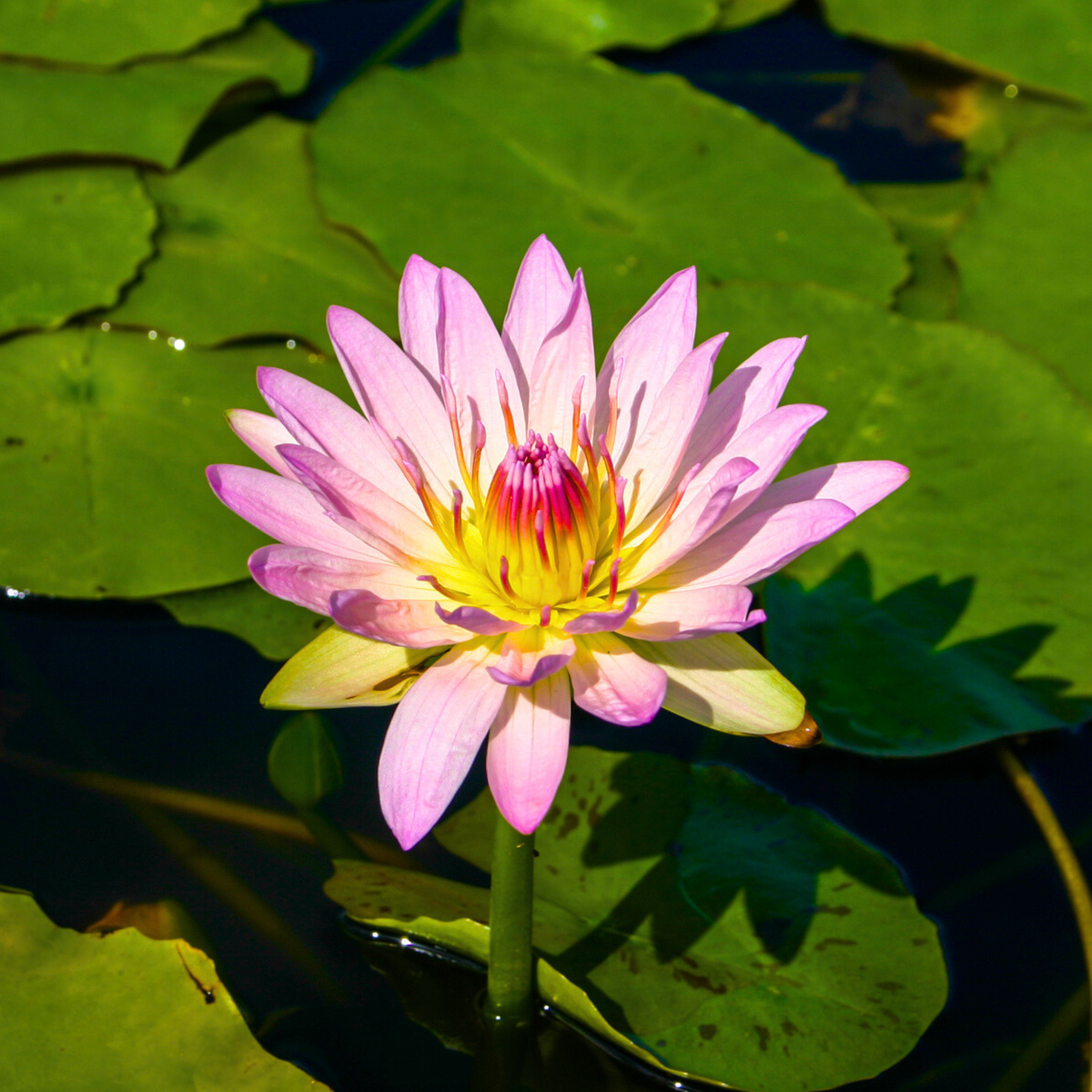 Nymphaea Peach Blow