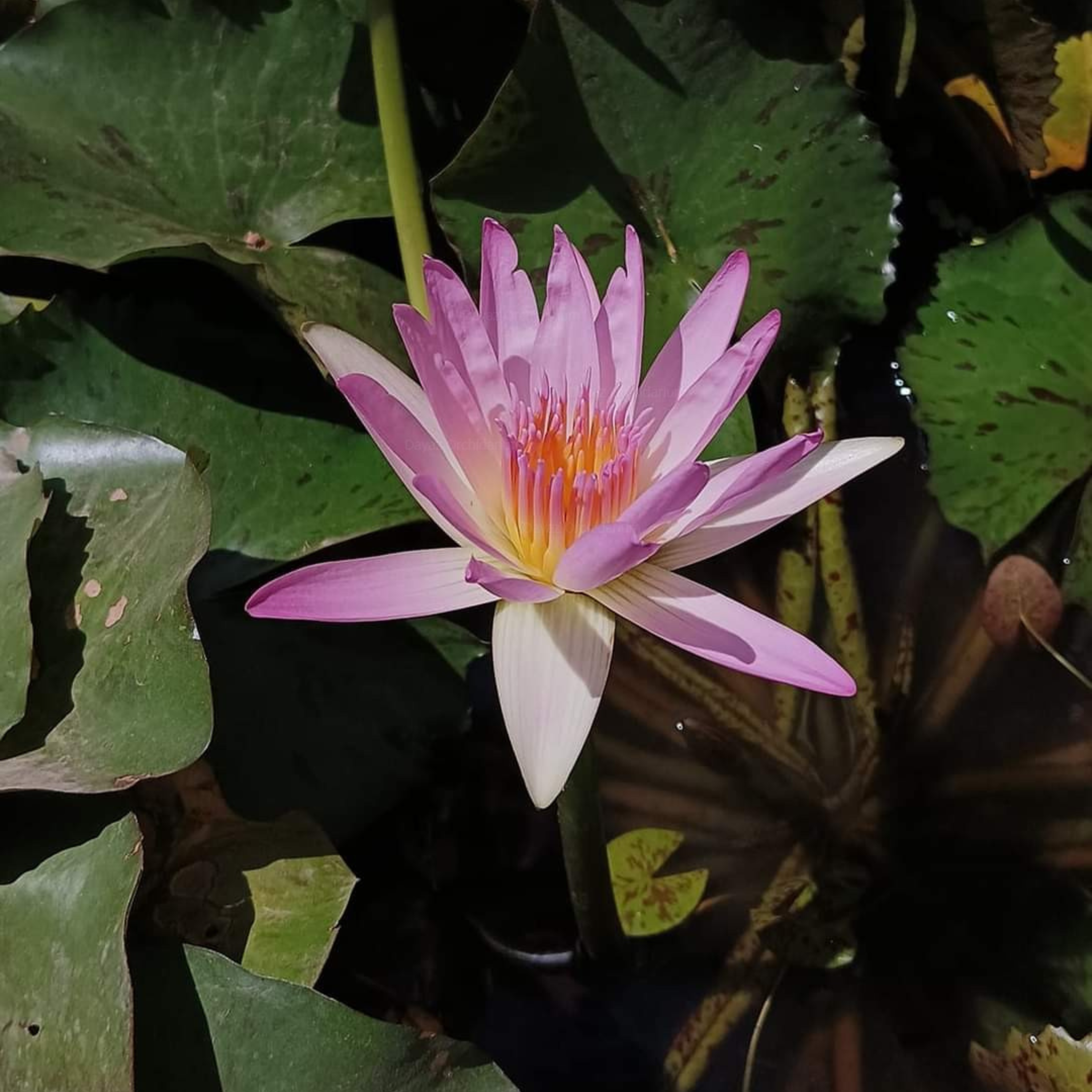 Nymphaea Peach Blow