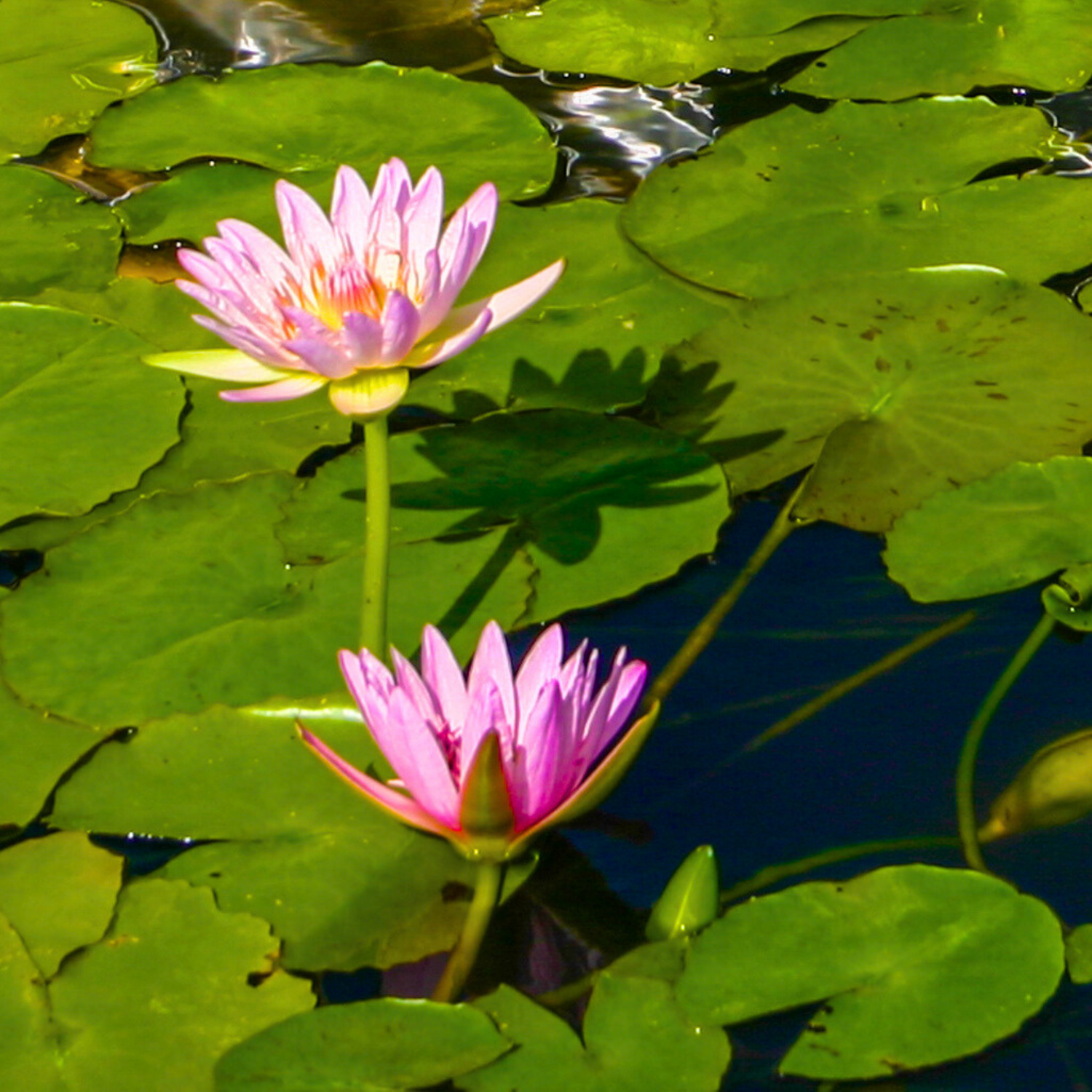 Nymphaea Peach Blow