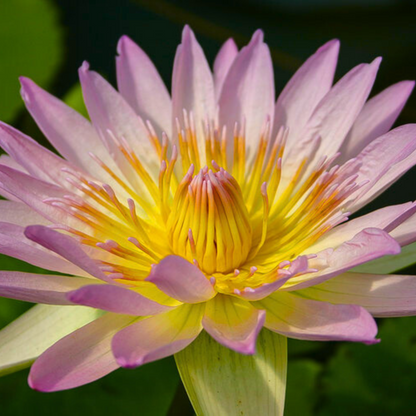 Nymphaea Peach Blow