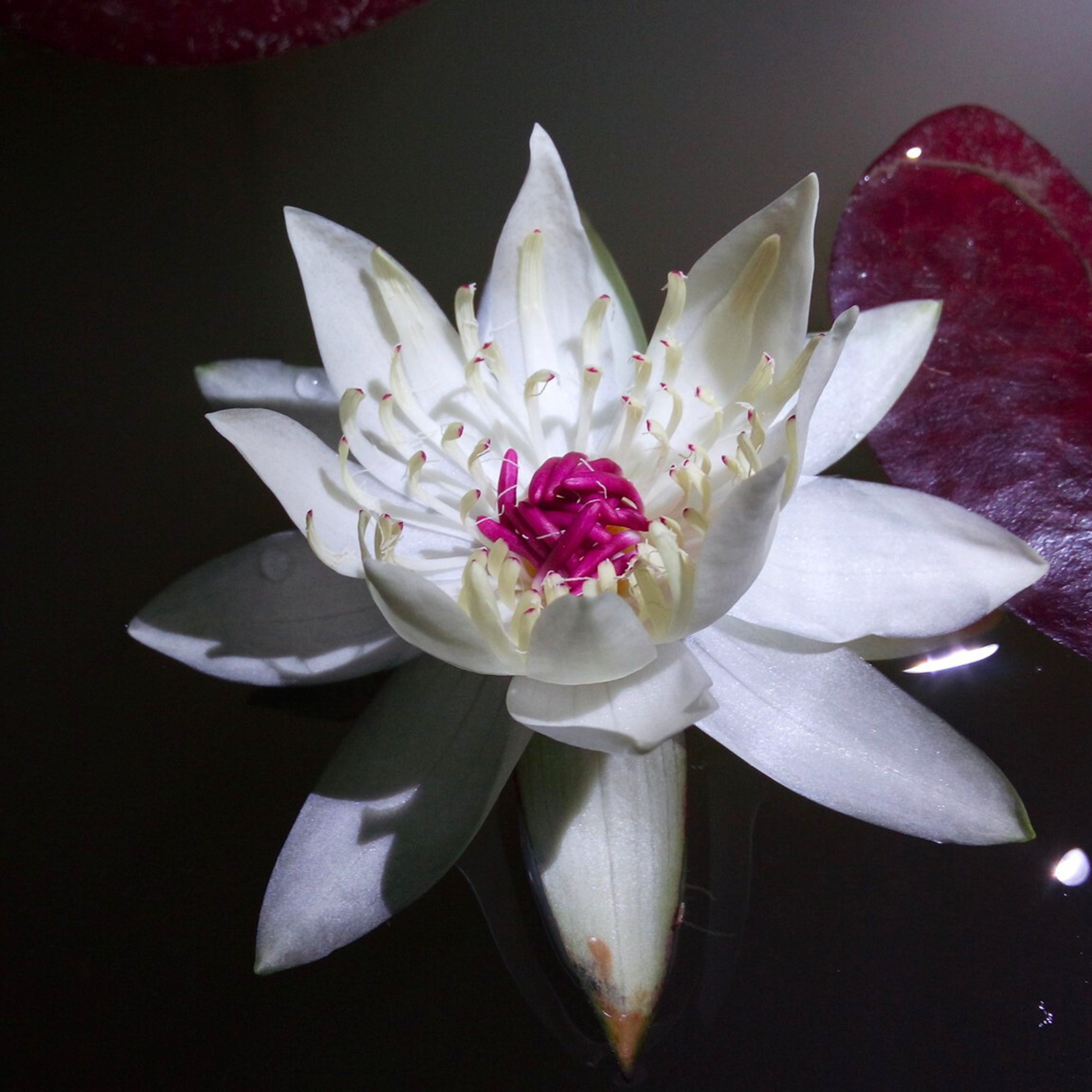 Nymphaea Peru Puerto Maldonado SP