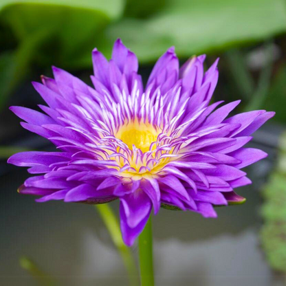 Nymphaea Plum Crazy