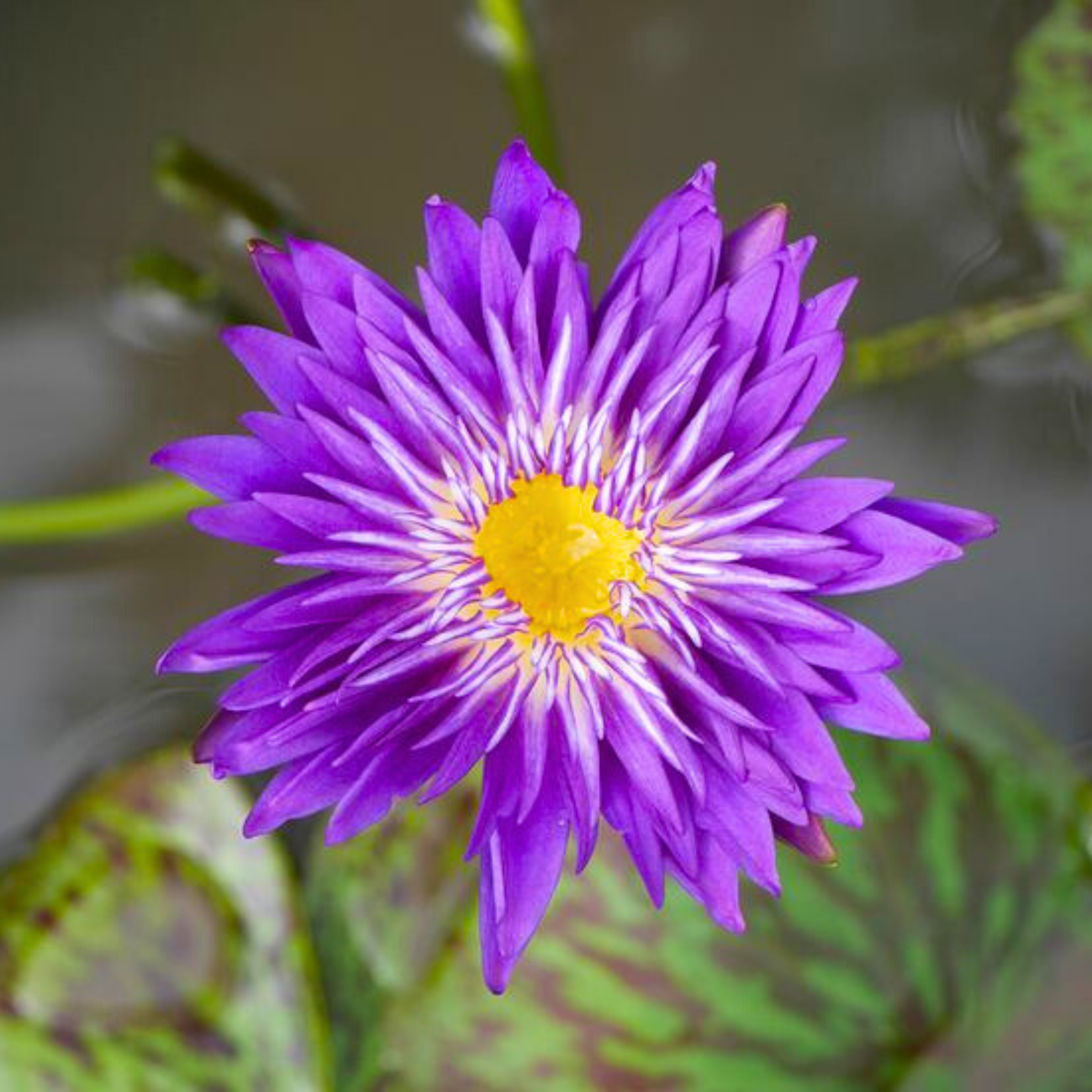 Nymphaea Plum Crazy