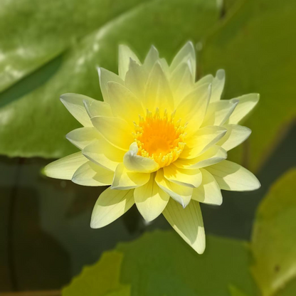 Nymphaea Poonsub