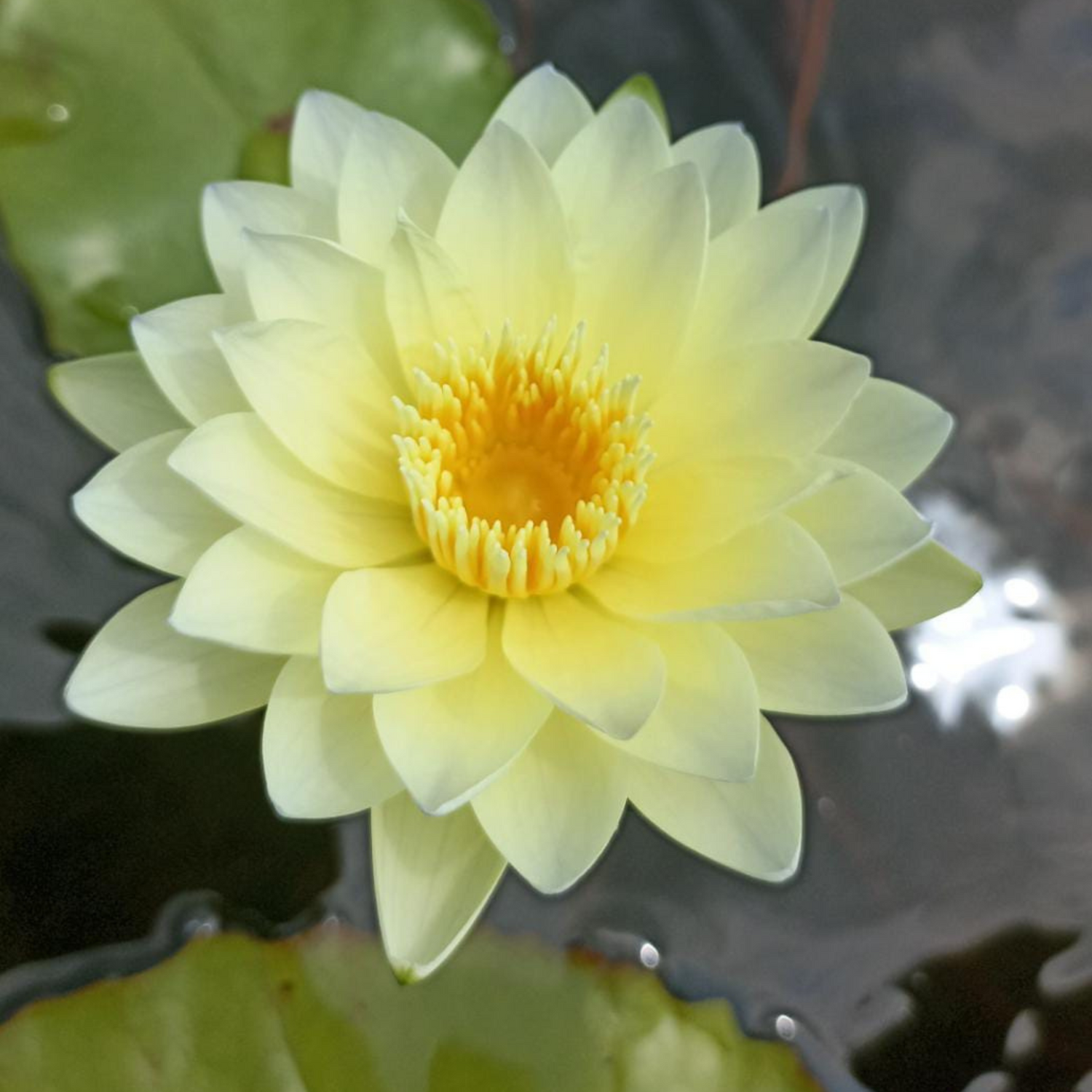 Nymphaea Poonsub