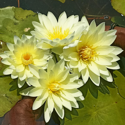 Nymphaea Poonsub