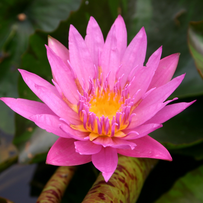 Nymphaea Queen Of Siam