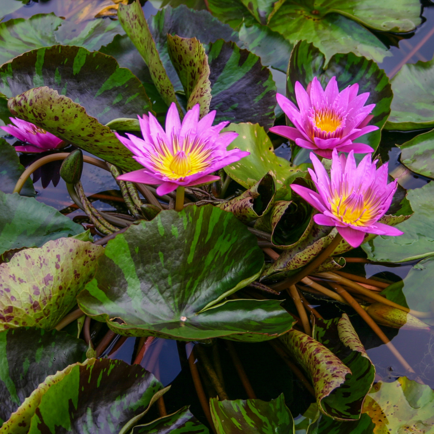 Nymphaea Queen Of Siam