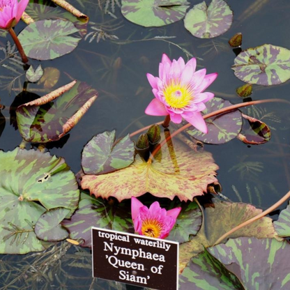 Nymphaea Queen Of Siam