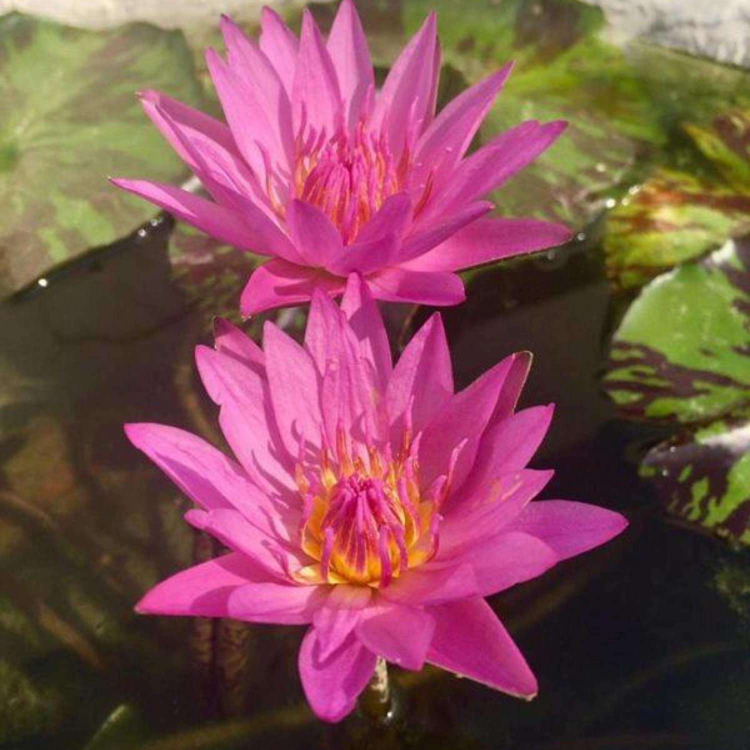 Nymphaea Queen Of Siam