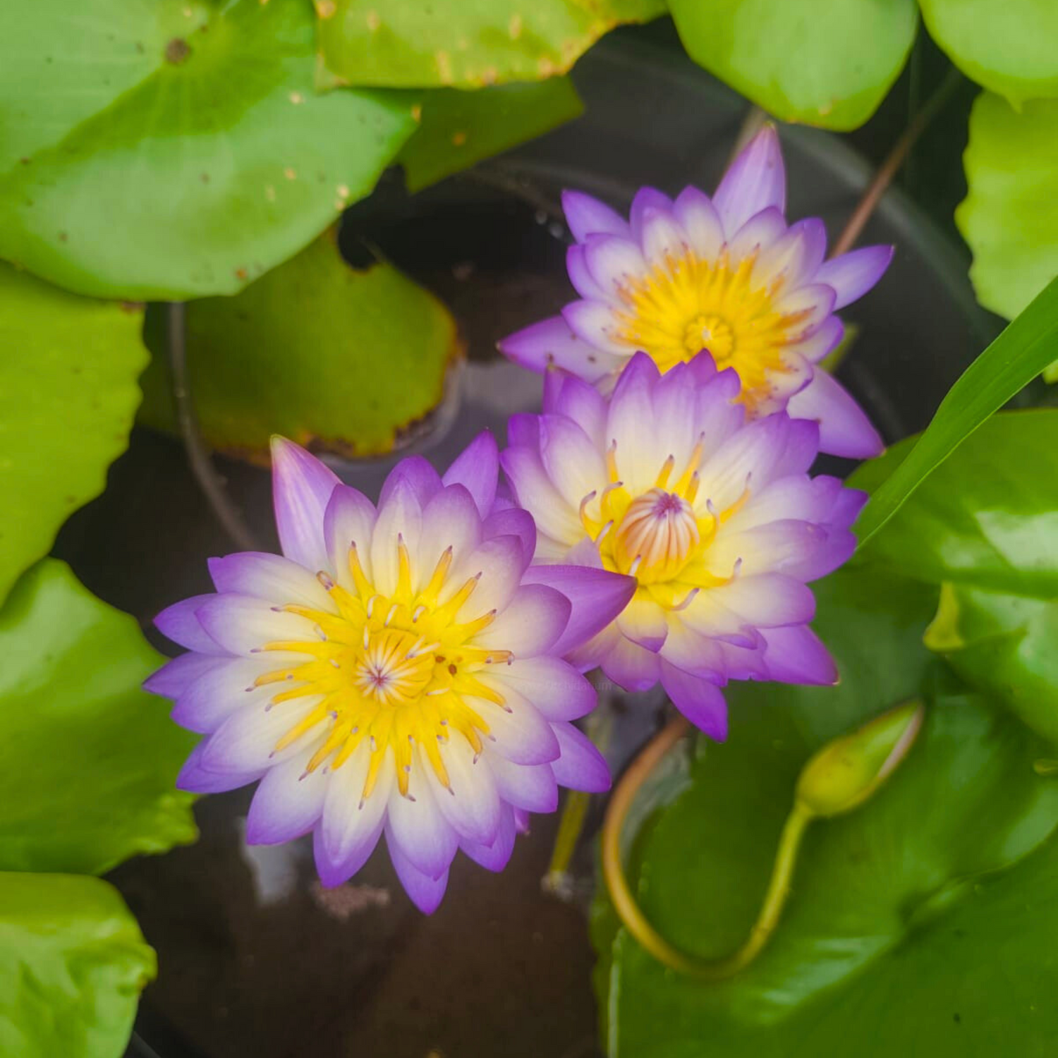 Nymphaea Ratsamee Chan