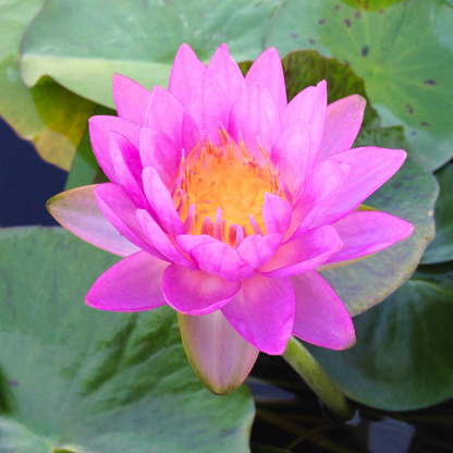 Nymphaea Siam Purple 2