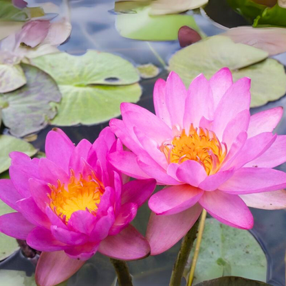 Nymphaea Siam Purple 2