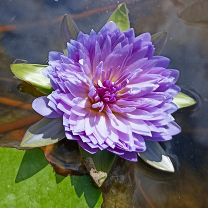 Nymphaea Udumbaramee